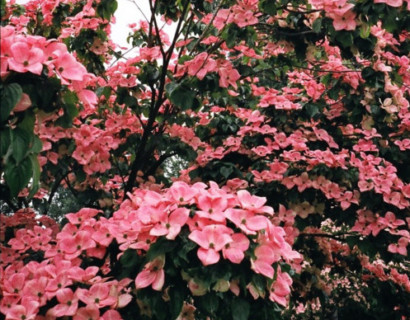 Cornus kousa ‘Satomi’ - kornoelje