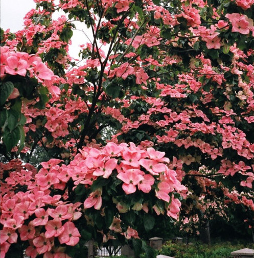 Cornus kousa ‘Satomi’ - kornoelje