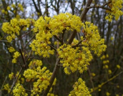 Cornus mas boom - gele kornoelje