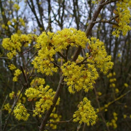 Cornus mas - Gele kornoelje