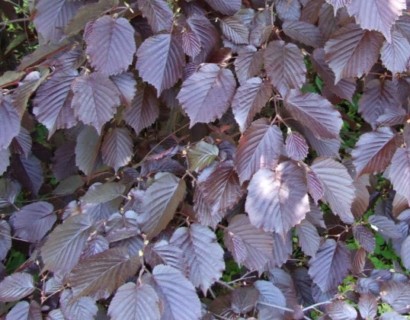 Corylus maxima ‘Purpurea’ - hazelaar