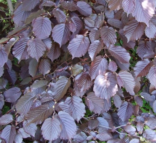 Corylus maxima ‘Purpurea’ - hazelaar