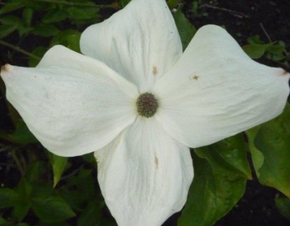 Cornus nuttallii ‘Ascona’ - kornoelje