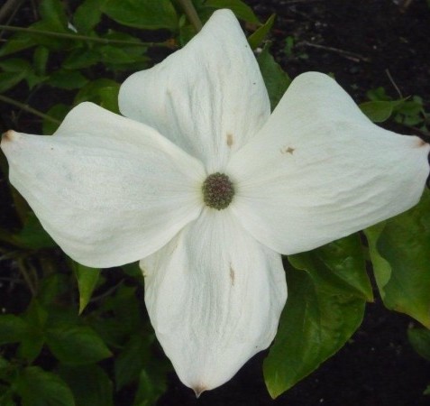 Cornus nuttallii ‘Ascona’ - kornoelje