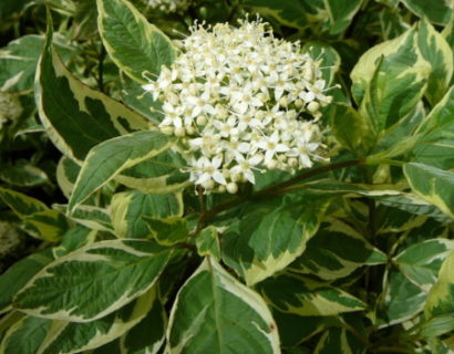 Cornus alba ‘Elegantissima’