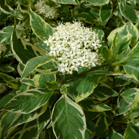 Cornus alba ‘Elegantissima’ - kornoelje