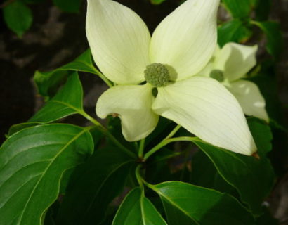 Cornus kousa ‘China Girl’ - kornoelje