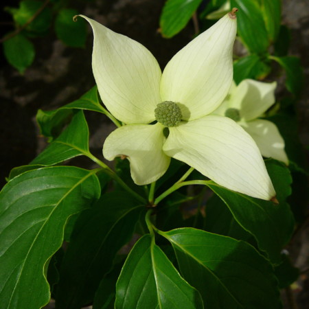 Cornus kousa ‘China Girl’ meerstammig - Kornoelje