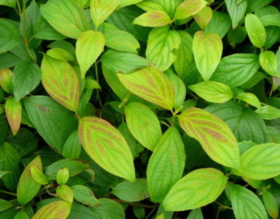 Cornus stolonifera ‘Kelsey’s Dwarf’ - kornoelje