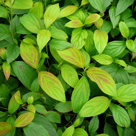 Cornus stolonifera ‘Kelsey’s Dwarf’ - kornoelje