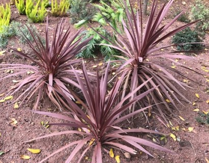 Cordyline australis ‘Red Star’ - cordyline