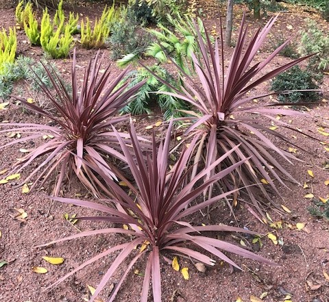 Cordyline australis ‘Red Star’ - cordyline