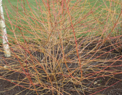 Cornus sanguinea ‘Midwinter Fire’ of ‘Winter Beauty’ - kornoelje