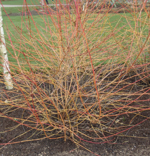 Cornus sanguinea ‘Midwinter Fire’ of ‘Winter Beauty’ - kornoelje