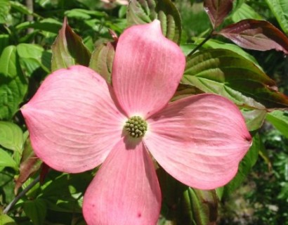 Cornus ‘Stellar Pink’