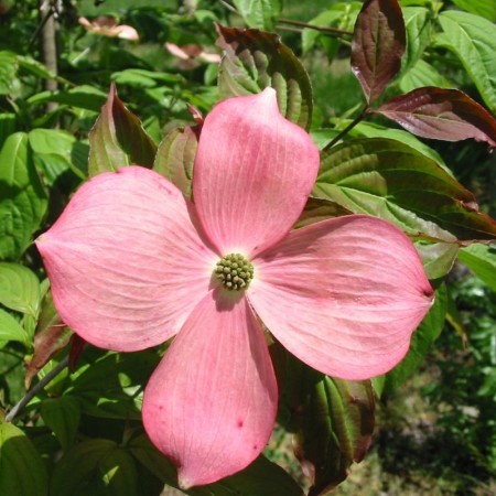 Cornus ‘Stellar Pink’ - kornoelje