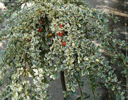 Cotoneaster suecicus ‘Juliette’ op stam - dwergmispel