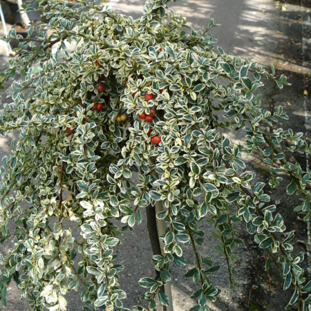 Cotoneaster suecicus ‘Juliette’ op stam - dwergmispel