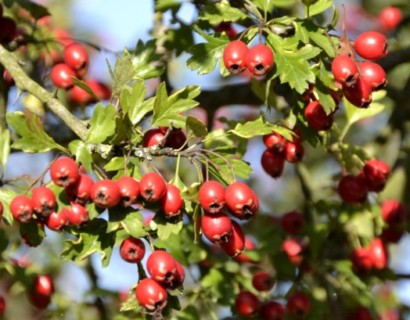 Crataegus lavallei ‘Carrierei’ - meidoorn