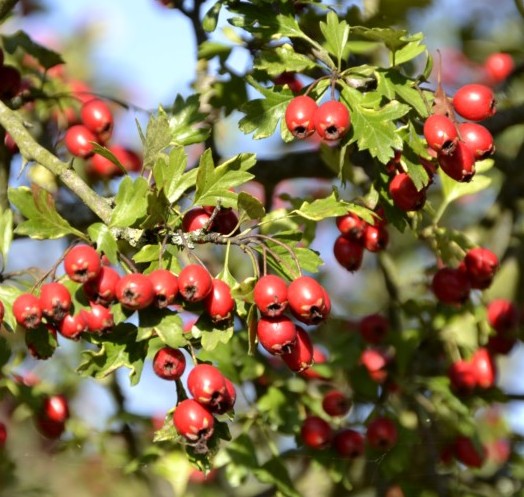 Crataegus lavallei ‘Carrierei’ - meidoorn