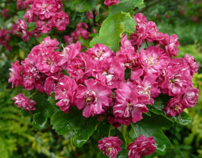 Crataegus laevigatus ‘Paul’s Scarlet’ op stam - Rode meidoorn