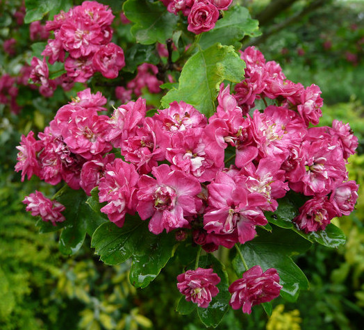 Crataegus laevigatus ‘Paul’s Scarlet’ op stam - Rode meidoorn