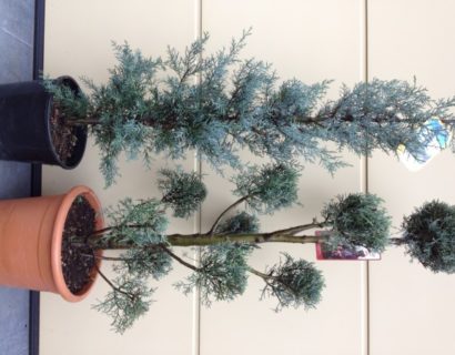 Cupressus arizonica ‘Fastigiata’ - Amerikaanse cypres, Arizonacypres