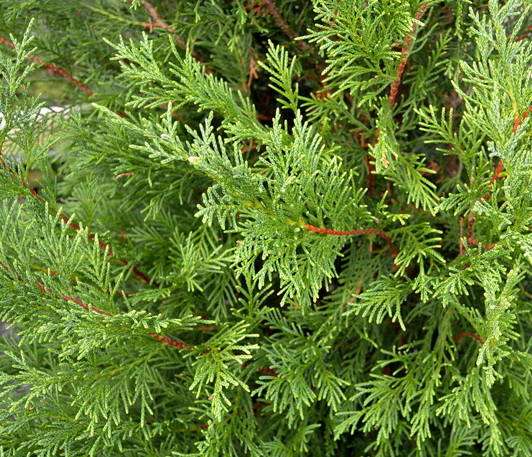Cupressocyparis leylandii - groene haagconifeer