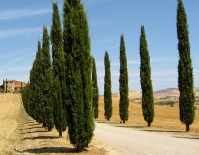 Cupressus sempervirens - Italiaanse cypres