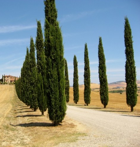 Cupressus sempervirens - Italiaanse cypres