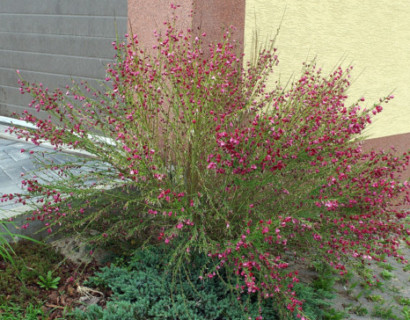 Cytisus ‘Boskoop Ruby’ - brem