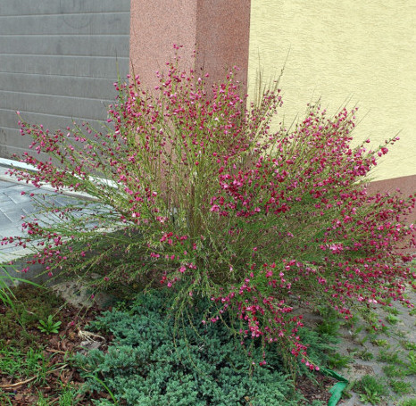 Cytisus ‘Boskoop Ruby’ - brem