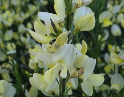 Cytisus ‘Albus’ - brem