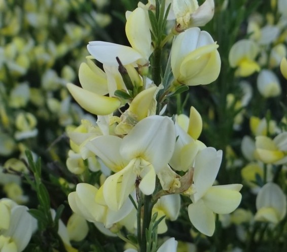 Cytisus ‘Albus’ - brem