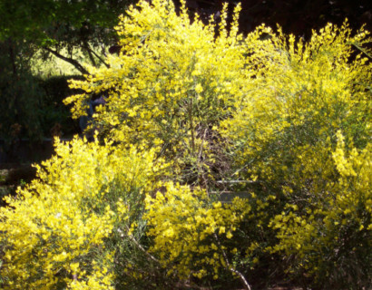 Cytisus praecox ‘Allgold’ - brem