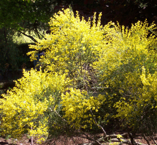 Cytisus praecox ‘Allgold’ - brem