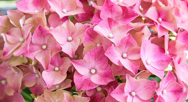 Hydrangea paniculata ‘Pinky Winky’