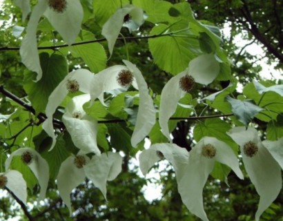 Davidia involucrata - zakdoekenboom of vaantjesboom