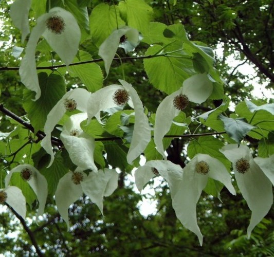 Davidia involucrata - zakdoekenboom of vaantjesboom