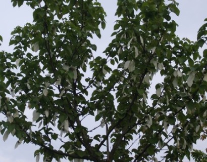 Davidia involucrata - zakdoekenboom of vaantjesboom