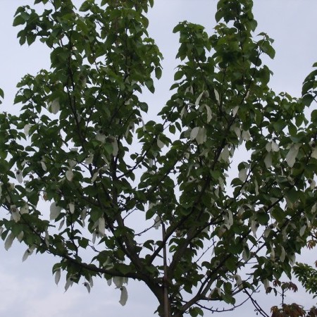 Davidia involucrata - zakdoekenboom of vaantjesboom