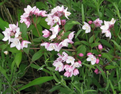 Deutzia purpurascens ‘Kalmiiflora’ - bruidsbloem