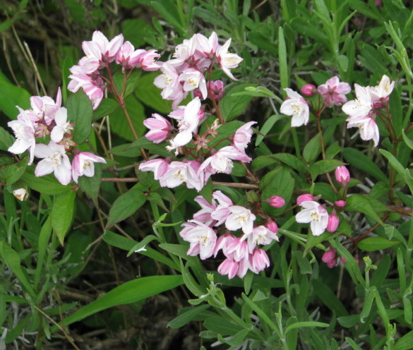 Deutzia purpurascens ‘Kalmiiflora’ - bruidsbloem