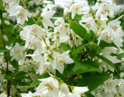 Deutzia gracilis - bruidsbloem