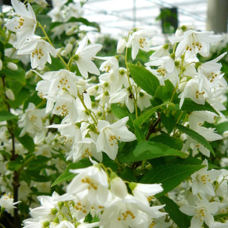 Deutzia gracilis - bruidsbloem