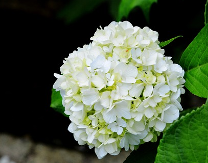 Hydrangea Endless Summer ‘The Bride’ - hortensia