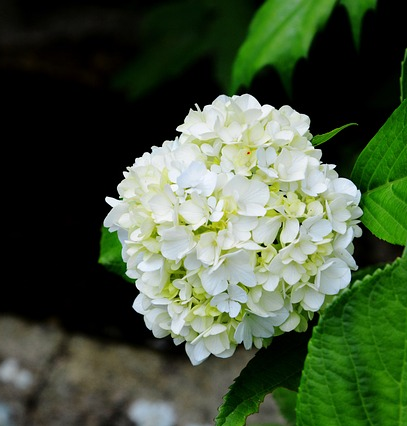 Hydrangea Endless Summer ‘The Bride’ - hortensia