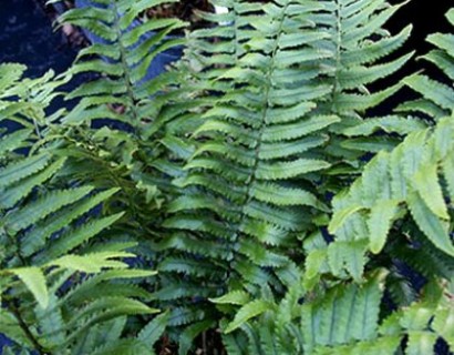 Dryopteris atrata - olifantenslurfvaren