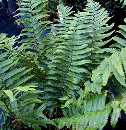 Dryopteris atrata - olifantenslurfvaren