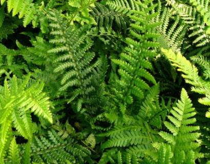 Dryopteris affinis - goudschubvaren